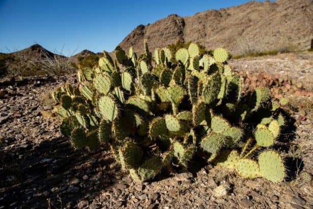 Chihuahua caldo soffocante_2305 - El clima en Chihuahua: calor sofocante de hasta 36 °C este jueves